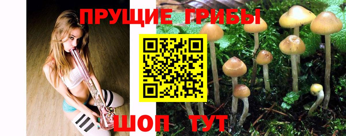 Псилоцибиновые грибы Psilocybe Рузаевка